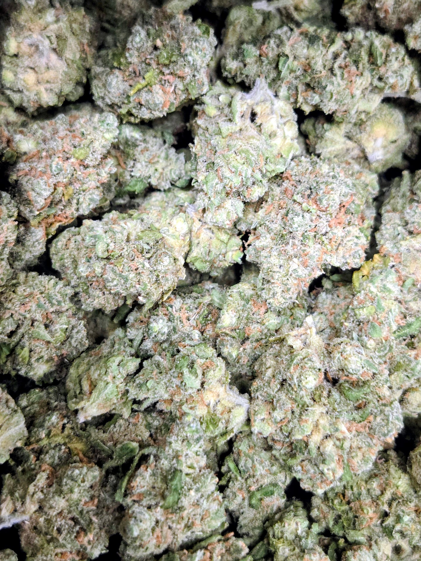 Cannabis Flower Jack Herer